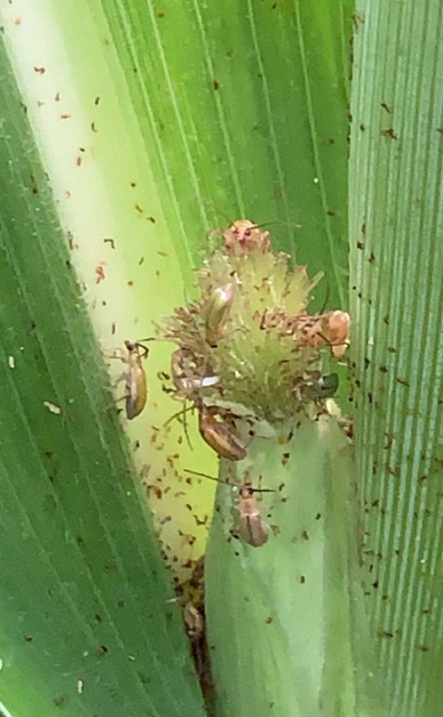 rootworm